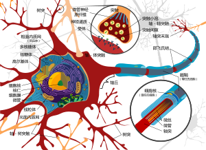 Complete neuron cell diagram zh.png