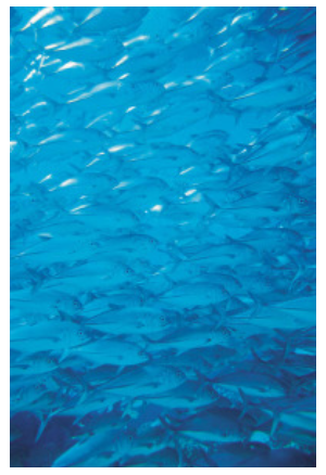 图11：同质化的「死鱼」无法形成鱼群只能随波逐流.png