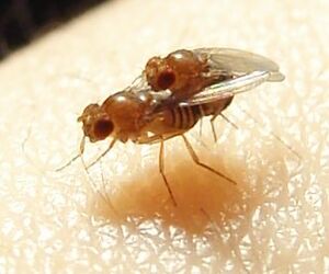Drosophila.melanogaster.couple.2.jpg