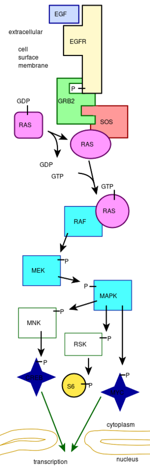 MAPKpathway diagram.svg
