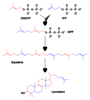 Sterol synthesis.svg