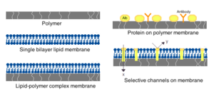 Artificial cell membranes.png