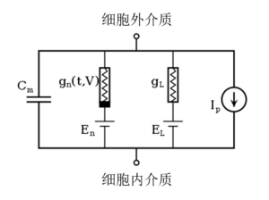 Hodgkin-Huxley1.png