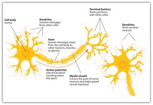 Components of neuron.jpg