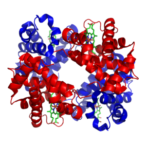 1GZX Haemoglobin.png