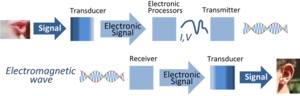 Signal processing system.png