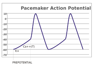 Pacemaker potential svg.png