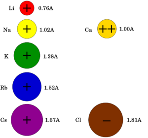 Action potential ion sizes.svg.png