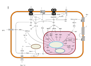 Signal transduction pathways (zh-cn).svg