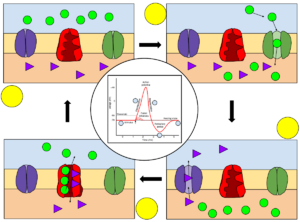 Membrane Permeability of a Neuron During an Action Potential.svg