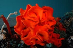 钩针编织的海珊瑚（图片来源于https---crochetcoralreef.org-）.jpg