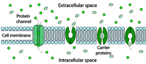 Scheme facilitated diffusion in cell membrane-en.svg
