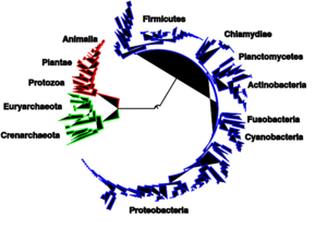 Tree of life int.svg