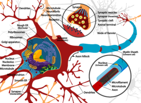 Complete neuron cell diagram en.svg