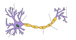 1920px-Neuron Hand-tuned.svg.png