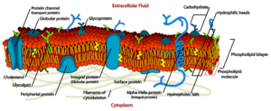 Cell membrane detailed diagram en.svg