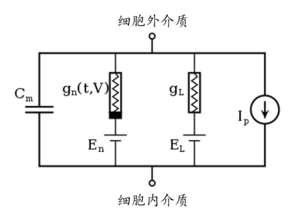 Hodgkin-Huxley2.png