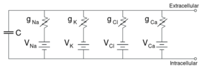 Cell membrane equivalent circuit.svg