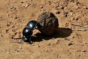 Flightless Dung Beetle Circellium Bachuss, Addo Elephant National Park, South Africa.jpg