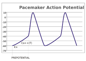 Pacemaker potential.svg.png