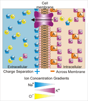 Basis of Membrane Potential2.png