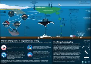 Role of marine organisms in biogeochemical cycling.jpg